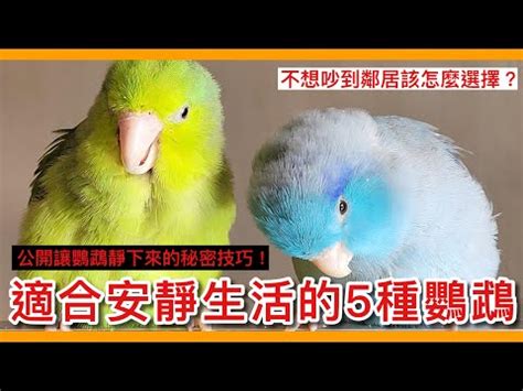 養什麼鳥好|新手可以養的三種觀賞鳥，好養又好看